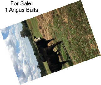 For Sale: 1 Angus Bulls