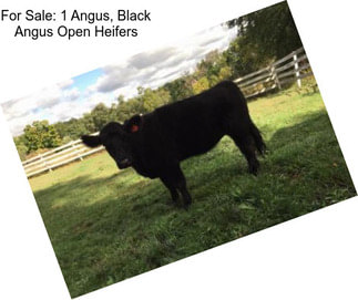 For Sale: 1 Angus, Black Angus Open Heifers