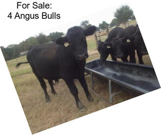 For Sale: 4 Angus Bulls