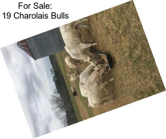 For Sale: 19 Charolais Bulls