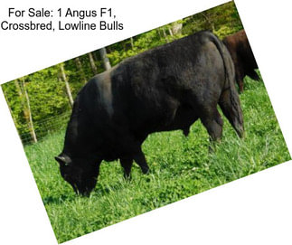 For Sale: 1 Angus F1, Crossbred, Lowline Bulls