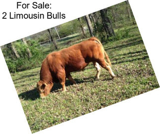 For Sale: 2 Limousin Bulls