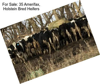 For Sale: 35 Amerifax, Holstein Bred Heifers