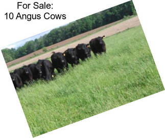 For Sale: 10 Angus Cows