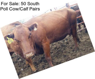 For Sale: 50 South Poll Cow/Calf Pairs