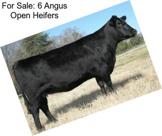 For Sale: 6 Angus Open Heifers