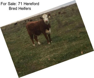 For Sale: 71 Hereford Bred Heifers