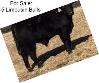 For Sale: 5 Limousin Bulls