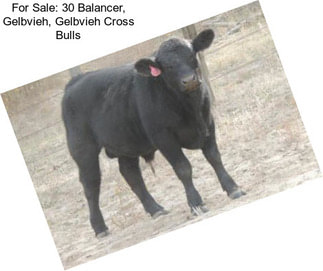 For Sale: 30 Balancer, Gelbvieh, Gelbvieh Cross Bulls