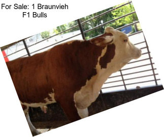 For Sale: 1 Braunvieh F1 Bulls