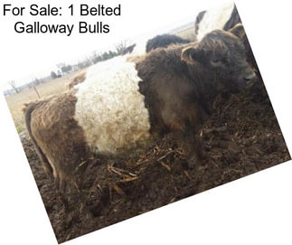 For Sale: 1 Belted Galloway Bulls