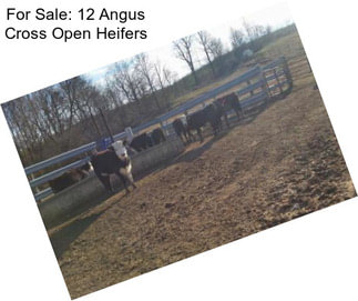 For Sale: 12 Angus Cross Open Heifers