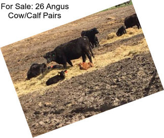 For Sale: 26 Angus Cow/Calf Pairs