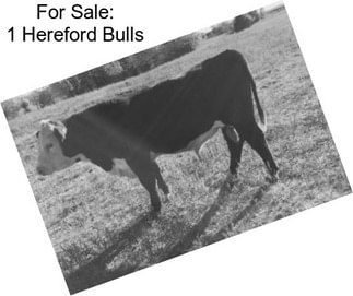 For Sale: 1 Hereford Bulls