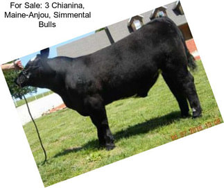For Sale: 3 Chianina, Maine-Anjou, Simmental Bulls
