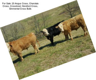 For Sale: 20 Angus Cross, Charolais Cross, Crossbred, Hereford Cross, Simmental Cross Bulls