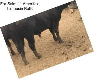 For Sale: 11 Amerifax, Limousin Bulls