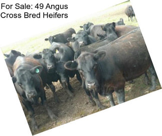 For Sale: 49 Angus Cross Bred Heifers
