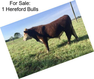 For Sale: 1 Hereford Bulls