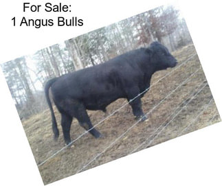 For Sale: 1 Angus Bulls