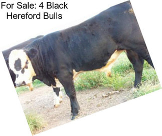 For Sale: 4 Black Hereford Bulls