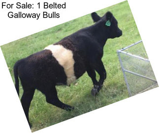 For Sale: 1 Belted Galloway Bulls