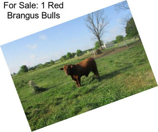 For Sale: 1 Red Brangus Bulls