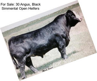 For Sale: 30 Angus, Black Simmental Open Heifers