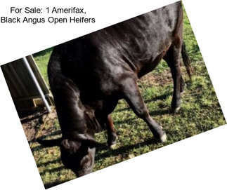 For Sale: 1 Amerifax, Black Angus Open Heifers