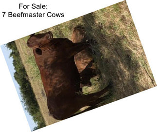 For Sale: 7 Beefmaster Cows