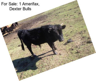 For Sale: 1 Amerifax, Dexter Bulls