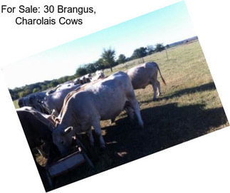 For Sale: 30 Brangus, Charolais Cows