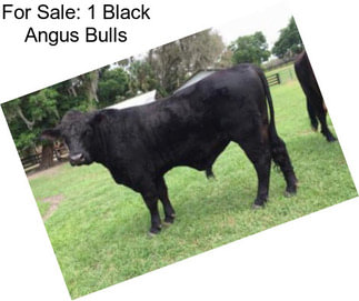 For Sale: 1 Black Angus Bulls