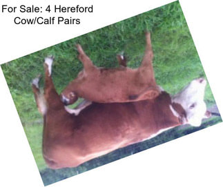For Sale: 4 Hereford Cow/Calf Pairs