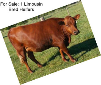 For Sale: 1 Limousin Bred Heifers