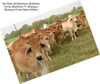 For Sale: 90 Brahman, Brahman Cross, Brahman F1, Brangus, Brangus Cross Open Heifers