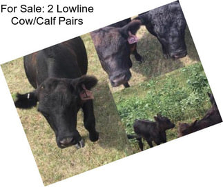 For Sale: 2 Lowline Cow/Calf Pairs
