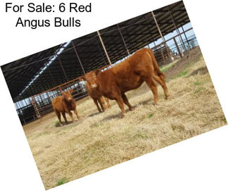 For Sale: 6 Red Angus Bulls