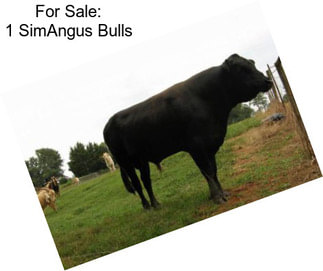 For Sale: 1 SimAngus Bulls