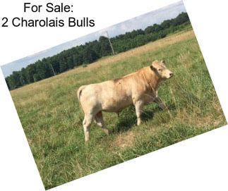 For Sale: 2 Charolais Bulls