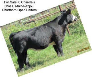 For Sale: 6 Charolais Cross, Maine-Anjou, Shorthorn Open Heifers