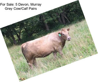 For Sale: 5 Devon, Murray Grey Cow/Calf Pairs