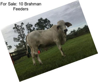 For Sale: 10 Brahman Feeders