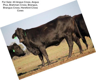 For Sale: 40 Angus Cross, Angus Plus, Brahman Cross, Brangus, Brangus Cross, Hereford Cross Cows