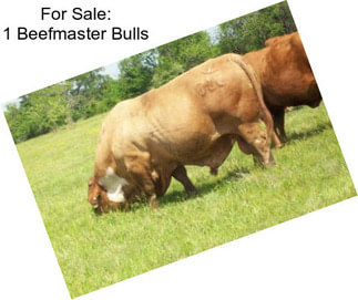 For Sale: 1 Beefmaster Bulls