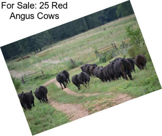 For Sale: 25 Red Angus Cows