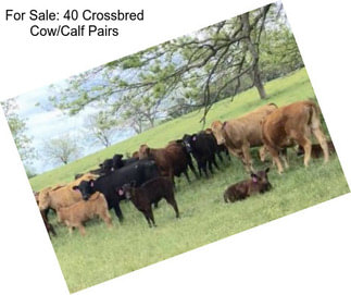For Sale: 40 Crossbred Cow/Calf Pairs