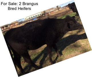 For Sale: 2 Brangus Bred Heifers