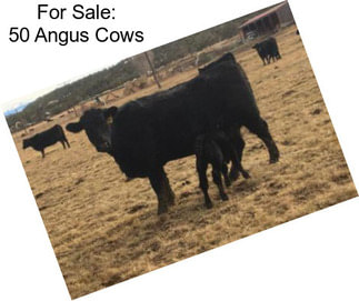 For Sale: 50 Angus Cows