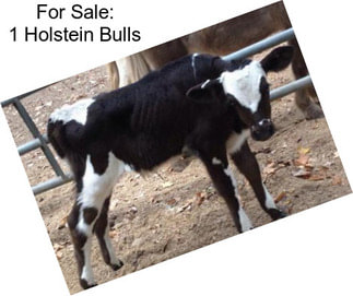 For Sale: 1 Holstein Bulls